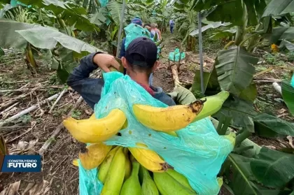 Productos de Arauquita comercializan semanalmente siete toneladas de plátano.